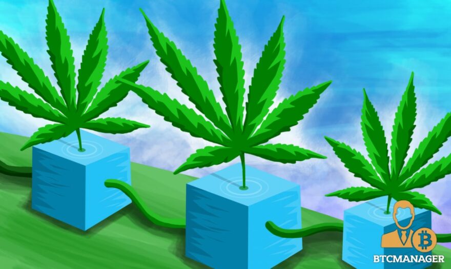 Uruguay Cannabis Firm Adopts Aeternity (AE) Blockchain for Cannabis Tracking 