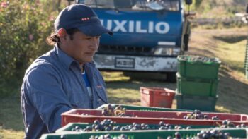 Wine Harvesting